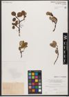 Foto von Salix reticulata L.